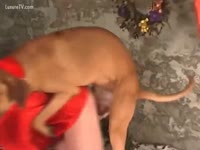Santa lady on animal sex clips